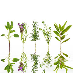 Image showing Herb Freshness