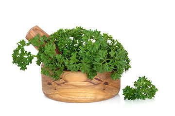 Image showing Parsley Herb