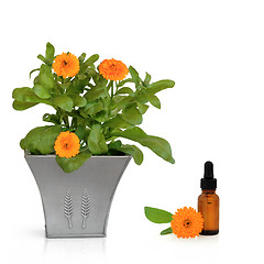 Image showing Calendula Flowers and Essence