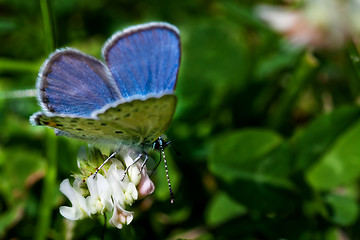 Image showing Blue butterfly