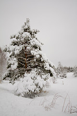 Image showing Wintertime