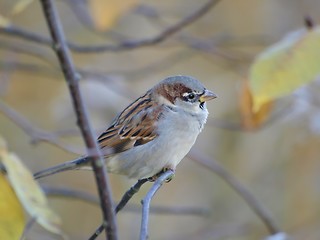 Image showing Sparrow 