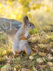 Image showing Squirrel