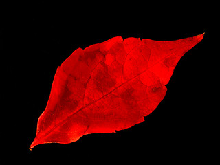 Image showing autumn leaf