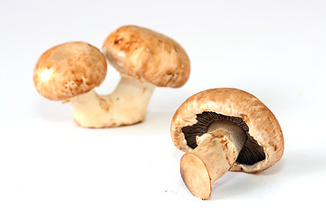 Image showing Fresh mushrooms isolated on white