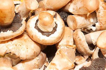 Image showing Fresh mushrooms isolated on white