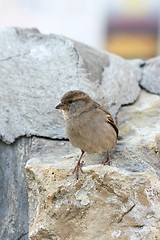 Image showing The sparrow