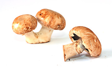 Image showing Fresh mushrooms isolated on white