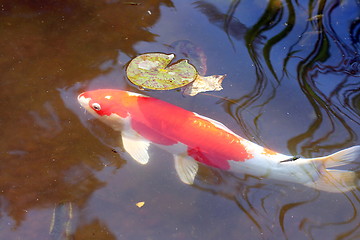 Image showing The fish