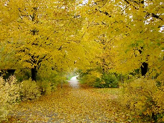 Image showing autumn colours