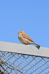 Image showing The sparrow