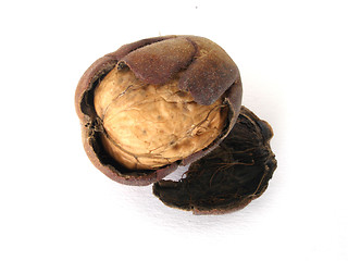 Image showing walnut