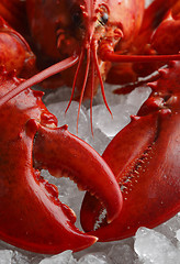 Image showing Red lobster on ice