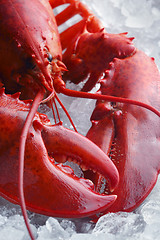 Image showing Whole red lobster on ice