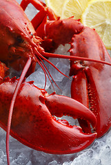 Image showing Whole red lobster, focus on the claw