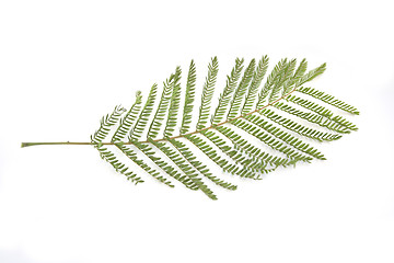 Image showing Branch of green leaves isolated on white background