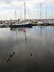 Image showing Ducks visiting simrishamn harbour, south sweden.