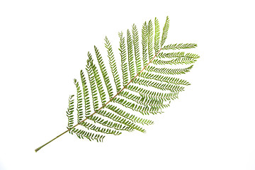 Image showing Branch of green leaves isolated on white background