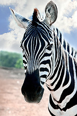 Image showing Zebra is looking opposite the blue sky