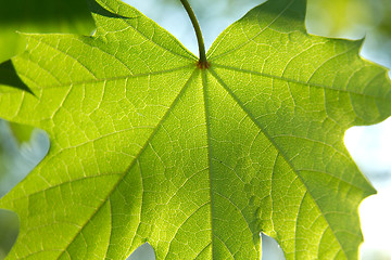 Image showing Leaf