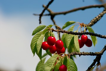 Image showing Cherry