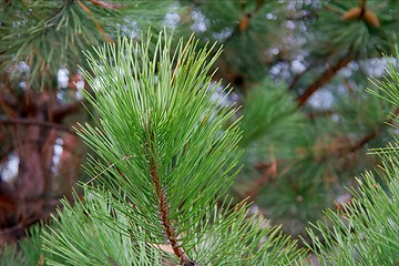 Image showing Pine