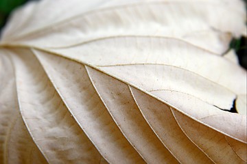 Image showing Fallen Leaf