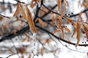 Image showing Frozen leaves of a tree in winter