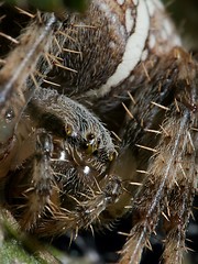 Image showing Spider