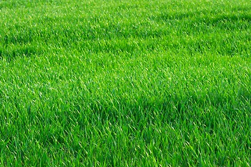 Image showing Grass