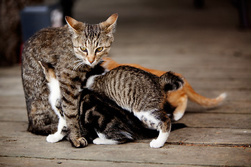 Image showing Nursing Kitten