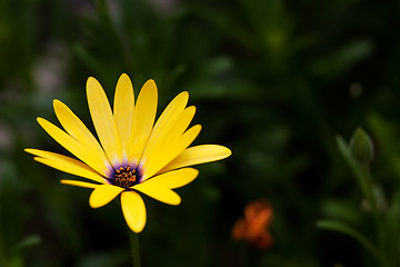 Image showing Yellow Flower