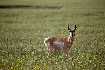 Image showing Pronghorn Antelope