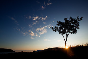 Image showing Tree Silhouette