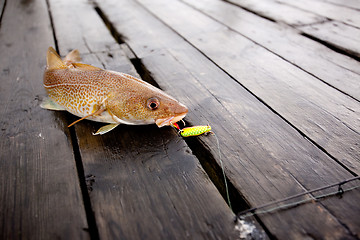 Image showing Cod Fish