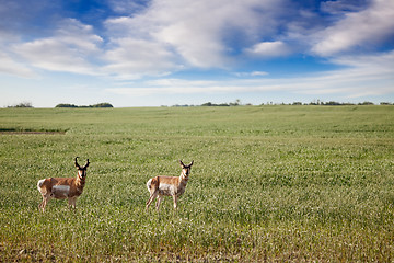 Image showing Antelope