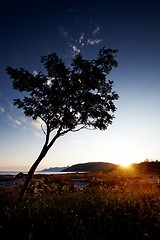 Image showing Tree Silhouette Coast