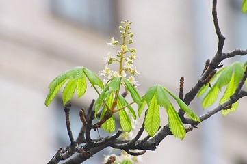 Image showing Crazy chestnut