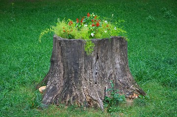 Image showing Stump as flower-bed