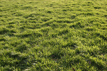 Image showing Sunlit Grass