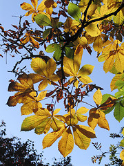 Image showing Horse Chestnut Tree