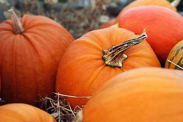 Image showing Pumpkins still-life with natural background