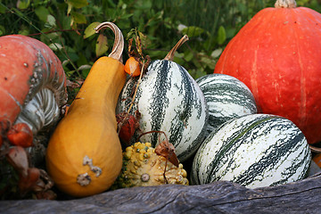 Image showing Pumpkins still-life with natural background