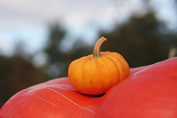 Image showing Pumpkins still-life with natural background