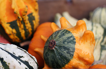 Image showing Pumpkins still-life with natural background