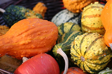 Image showing Pumpkins still-life with natural background