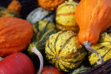 Image showing Pumpkins still-life with natural background