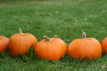 Image showing Pumpkins still-life with natural background