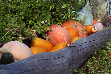 Image showing Pumpkins still-life with natural background