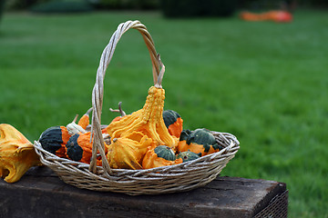 Image showing Pumpkins still-life with natural background